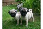 Mops Welpen11 Wochen beige gechipt geimpft