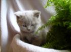 Feivel Felix Frodo und Filou