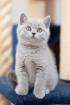 SUPER BRITISH KITTENS