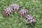 Griechische Landschildkröten- eigene Nachzuchten 2022 und 2022 abzugeben.