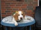 10 Monate alter sehr lieber Beagle zu verkaufen