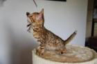 Bengal Kater zu vergeben