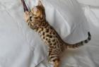 Bengal Mädchen zu vergeben