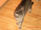 Katze und karter