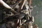 Boa constrictor imperator dringend abzugeben von Mai 2022 u 2022
