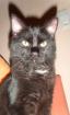 Schmusekater Ginga sucht ein neues zu Hause