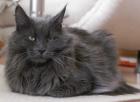 Maine Coon Katze bleu zu vergeben