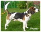 Beagledeckrüde reinrassig Ahnentafel deckerfahren bietet seine Dienste an
