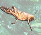 Futtertiere