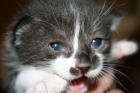 2 süße Katzenkinder suchen liebevolles zu Hause
