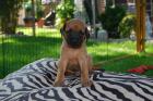 2 ridgelose Rhodesian Ridgeback mit Papieren