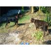 Supersüße Dobermann-Welpen zu verkaufen