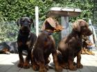 Dobermannwelpen zu verkaufen Familienzucht