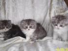 Reizende Persserkitten suchen ein neues Zuhause