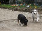 Mini Aussie Hündin 1 blu merle 1 bläck tri suchen noch ihre fam.