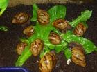 Arachatina marginata Afrikanische Riesenschnecken