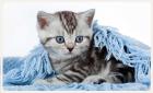 Zauberhafte BKH Kitten im Streifenkleid suchen.