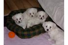 Malteser-Welpen mit Welpen-Set