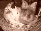 Verwitwetes männl. Kaninchen sucht dringend neues Zuhause