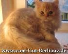 Süßes red-smoke Perserbabys mit Nase Stammb. PKD- FIV FelV negativ