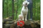 Dogo Argentino Deckrüde