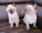 2 Reinrassige Siam Thai Katzen Babys ab Sofort