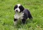 Natural Spirit Miniature Australian Shepherds/WIR HABEN WELPEN AUS SPITZENVERPAA