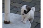 Tibet Terrier die Total Süßen sind wieder da.