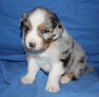 Australian Shepherd Welpen November Wurf