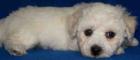 Bichon Frise Junge Big Boy 8 Wochen alt