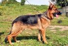 Schäferhund Rüde 11 Monate