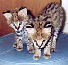 EXOTIC SERVAL Savannah Ozelot und Bengal Kätzchen VERFÜGBAR.