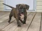 Pitbull Rednose Welpe 9 Wochen alt Top Elterntiere