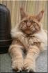Wunderschöne typvolle Maine Coon Kitten abzugeben.
