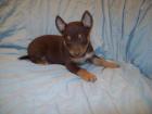 Australian Working Kelpie Welpen