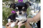 Chihuahua und Chihuahua-Mix Welpen