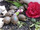 Landschildkröte - Babys NZ 2021
