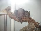 45128 - 2 Degus w 9 Mon. suchen dringend ein neues Zuhause