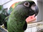 Handzahmer Kongopapagei sucht neuen Besitzer