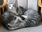Traumkater