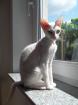 Kitten Levkoy