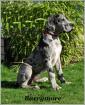 Deutsche Doggen Welpen mit DDC/VDH/FCI Papieren abzugeben