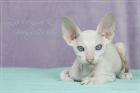 Reinrassige Peterbald Sphynx Kitten