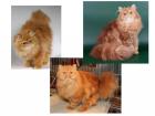 Perserkitten red classic tabby