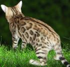 Bengalkatzen Bengalkatze