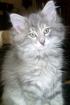 Norwegische Waldkatzenkitten zu verkaufen