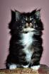 Traumhaft typvolle Maine Coon Kitten aus exc. Verpaarung