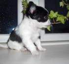16 Wochen alte Chihuahua-Welpen 1