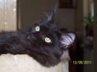 2 typvolle schwarze Maine Coon Teenie girls in XXL