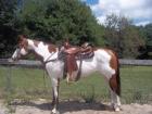 Painthorse Stute 153cm